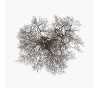 John Metcalfe - Tree [VINYL]