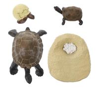 LRXIYODE 1 Set Tortoise Growth Cycle Model Educational Simulation for Natural Science Learning for Explore Animal Evolution and Life Cycle Concepts for Home and Classroom Decor