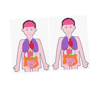 LRXIYODE 2 Sets Creative Human Organs Educational Cognitive Learning Props for Anatomy Teaching and Interactive Play