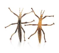 LRXIYODE 2Pcs Stick Insects Figurines Educational Insect Recognition Models for Realistic Plastic Statues for Learning and Cognitive Development and Easy to Clean