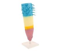 LRXIYODE Corn Plant Root Profile Model Educational Botany Teaching Tool for Biology Study Plant Structure Model for High School Science Experiments and Classroom Display