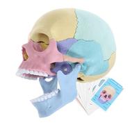 LRXIYODE Detachable Palm Colored Human Skull Model for Anatomy Study Exploded Teaching Specimen with Sturdy Plastic Construction for Physiology Learning and Artistic Reference
