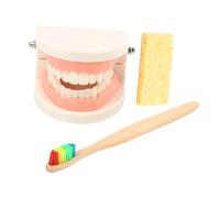 LRXIYODE Educational Teeth Brushing Model with Wear Resistant Teeth Kit for Oral Health Teaching and Self Care Guidance for Early Learning and Hand Eye Coordination Development Random Color