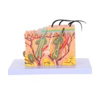 LRXIYODE Enlarged Human Skin Anatomy Model with Horizontal Section Plastic Medical Teaching Aid for Science Classroom Study and Advanced Physiology Display