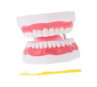 LRXIYODE Enlarged Medical Teeth Model with Toothbrush for Oral Care Teaching Aid Interactive Hygiene for Learning and Motor Skill Development