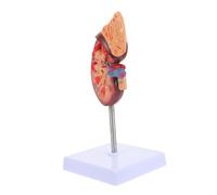 LRXIYODE Life Kidney Anatomical Model with Base and Bracket Premium Plastic Kidney Dissection Prop for Biology Class Teaching and Human Anatomy Study