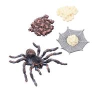LRXIYODE Realistic Animal Models Educational Life Cycle Set Plastic Simulated Zoo Animals Growth Stages Teaching for Early Learning and Birthday Gifts