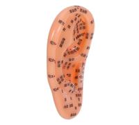 LRXIYODE Realistic Ear Model for Acupuncture and Massage Training Chinese Medicine Ear Reflexology Model with Clear Chinese Markings Practical Skill Development Tool for and Practice