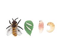 LRXIYODE Realistic Honey Bee Growth Model Lightweight Educational Insect Life Cycle Figurine for Cognitive Learning and Nature Exploration Safe Plastic for Boys