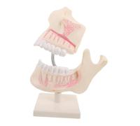 LRXIYODE Realistic Permanent Tooth Model Typodont for Student Practice with Detailed Oral Anatomy Stable Plastic Sculpture for Teaching and Skill Development in Education