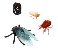 LRXIYODE Simulated Cicada Figurines Stages Life Cycle Educational Animal Figures for Preschool Learning Plastic Safe Desktop Ornament