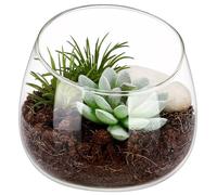 LRXIYODE Small Glass Terrarium Planter with Slanted Mouth, round Succulent Pot for Moss Planting, Elegant Indoor Decor for Desks and Small Gardens, Unique Aesthetic Centrepiece
