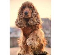 Lsdakoop DIY Painting By Numbers Oil Painting Preprinted Canvas Gift For Adults Kids Home House Decor -Cocker Spaniel -40x50cm