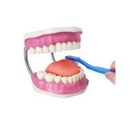 LSOAARRT Dental Teeth Care Model, W/Giant Toothbrush, 32 Teeth, Kids Dental Care Teaching Demonstration Model, Adult Standard Typodont Demonstration Teeth Model