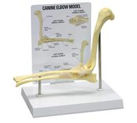 LSOAARRT Dog Canine Elbow Joint Model, Educational Tool for Veterinary Study Display Teaching Medical Model. Animal Body Anatomy Dog Elbow for Veterinary Office