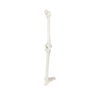 LSOAARRT LIFE SIZE HUMAN LEG SKELETON MODEL 36" Anatomical Model with All Leg Bones, Removable Hip Joint And Fully Articulated Foot,Human Leg Skeleton Model