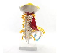 LSOAARRT Medical Human Cervical Spine Model Brachial Plexus Neuromuscular Model