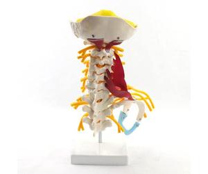 LSOAARRT Medical Human Cervical Spine Model Brachial Plexus Neuromuscular Model