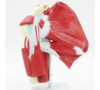 LSOAARRT Muscled Shoulder Joint Model ? Medical Anatomy Skeleton Model - Shows Complete Shoulder Musculature from Rotator Cuff to Subscapular Muscles