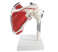 LSOAARRT Shoulder Joint Anatomical Model Skeleton Human Medical Anatomy For Medical Study 17 * 16 * 16 cm