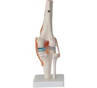LSSHPZLFC 6 Pieces Human Joint Model, Shoulder Knee Hip Elbow Joint Model Set, Human Skeleton Model with Base, Anatomy Model Set for Medical Educational Study Teaching Clinic Demonstration Tool.(E)