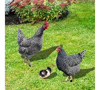 Ltahtliay Metallic Multicolor Chicken Animal Farmhouse Outdoor Decorative Garden Stakes Statue