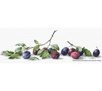 Lucas-S Counted Cross Stitch Kit – Plums Still Life – Pack of 1