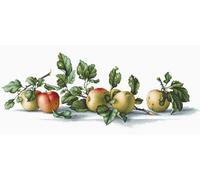 Lucas-S Apples Counted Cross Stitch Kit, Pack of 1