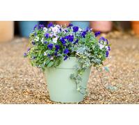 Lucena Matte Finish Stone Effect Planter: Lucena Matte Finish Pot Laurel Green/One