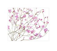 Lucilla Lavender Illustrated Birthday Card Azaleas Gallery Watercolour Range