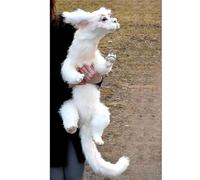 Luck Dragon Falkor Plush Doll - Neverending Story White Dragon, Handcrafted 27cm Adult Collectible with Glass Eyes