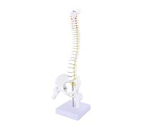 LUCKDANO Lifesize Spine Model with Stand - Human Flexible Spine Model for Scientific Study, Education, Reference - Ideal for Teachers, Students & Professionals,