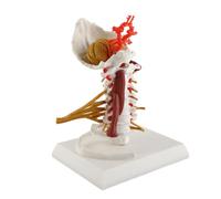 LUCKDANO Spine Model, Human Model Removable Human Spinal Cervical Spine Teaching Vertebrae for Communication Teaching Presentation