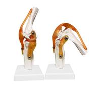 LUCKFY Life Size Medical Human Knee Joint Anatomy Model with Functional Ligaments and Base for Student Biology/Science Teaching Aids