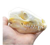 LUCKFY Raccoon skull Model - Real Raccoon Skull - Animal Skeleton Taxidermy Supplies Art Bone Vet Medicine 1:1 for Bar Home Decoration Art Collection