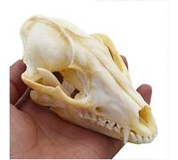 LUCKFY Real Fox Skull Specimen Animal Skeleton Model for Taxidermy Supplies Art Bone Vet Medicine 1:1 Veterinary Teaching Bar Home Decoration Art Collection