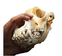 LUCKFY Taxidermy Animal Head - Real Dog Skull - Life Size Dog Teeth Skull Model for Taxidermy Supplies Art Bone Vet Medicine Office Bar Decoration Collection