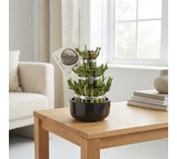 Lucky Bamboo (Dracaena Sanderiana) - 12Cm Ceramic Pot