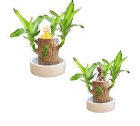 Lucky Bamboo Plants Indoor - Artificial Tree Stump - Wood Stump- Mini Brazil Lucky Wood -Magical Sprouting Lucky Bamboo Wood - Brazilian Lucky Wood Plant - Tree Stump Decor (Doll+Monk)