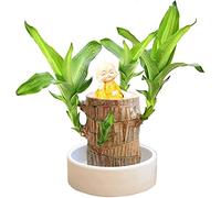 Lucky Bamboo Plants Indoor - Artificial Tree Stump - Wood Stump- Mini Brazil Lucky Wood -Magical Sprouting Lucky Bamboo Wood - Brazilian Lucky Wood Plant - Tree Stump Decor (Brazilian Wood+monk)