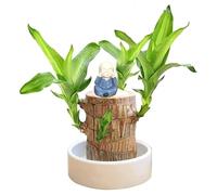Lucky Brazilian Wood Plant Uk, Saucers Lucky Bamboo Air Purifying Plants Indoor Real With Pots Tree Stump Mini Plants Bonsai Tree Kit Hydroponics Plant Pot Ornaments Desktop (1A-Brown, One Size)