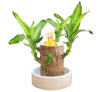 Lucky Brazilian Wood Plant Uk, Saucers Lucky Bamboo Air Purifying Plants Indoor Real With Pots Tree Stump Mini Plants Bonsai Tree Kit Hydroponics Plant Pot Ornaments Desktop (1A-Brown, One Size)