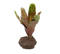 Lucky Reptile Scape it Easy Bromeliad Neoregelia Green Approx. 20 cm Decorative Plant for Terrariums