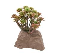 Lucky Reptile Stone Plant