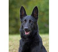 luckykyky DIY 5D Diamond Painting Art Kits Black German Shepherd Cross Stitch Embroidery Diamond Rhinestone Man Full Round Drill Mosaic Decoration Gift 40X50Cm(15.5X19.5in）