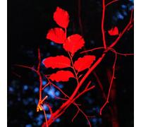 Ludwig Berger - Ecotonalities: No Other Home Than The In-Between [VINYL]