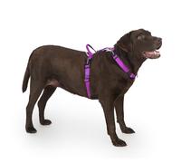 LufeLux Non Restrictive Dog Harness, Easy Walk Freedom No Pull Harness, Keep Balance, Neck Buckle, 2 Leash Clips for Back/Front Clip, Sewn-in Instructions Labels for Easy Put On/Off (Purple, XLarge)
