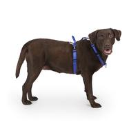 LufeLux Non Restrictive Dog Harness, Easy Walk Freedom No Pull Harness, Keep Balance, Neck Buckle, 2 Leash Clips for Back/Front Clip, Sewn-in Instructions Labels for Easy Put On/Off (Blue, X-Large)