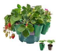 LUKHMELF Strawberry Roots Propagation Station, 10PCS - Plant Pot with Strawberry Vine Forks, Struts for Indoor & Outdoor Use, Fast Transplanting, No Damage to Root System