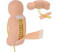 Lumbar Puncture Training Simulator - Anatomy Dummy Medical Practice Tool for Doctors, Nurses, Students, Clinical Skills Assessment 105cm
